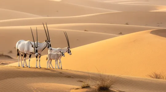 Arabian oryx herd standing majestically on golden sand dunes at sunrise in UAE desert wildlife sanctuary