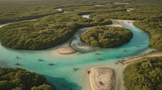 Aerial view of kayakers navigating through Abu Dhabi's lush mangrove channels at golden hour
